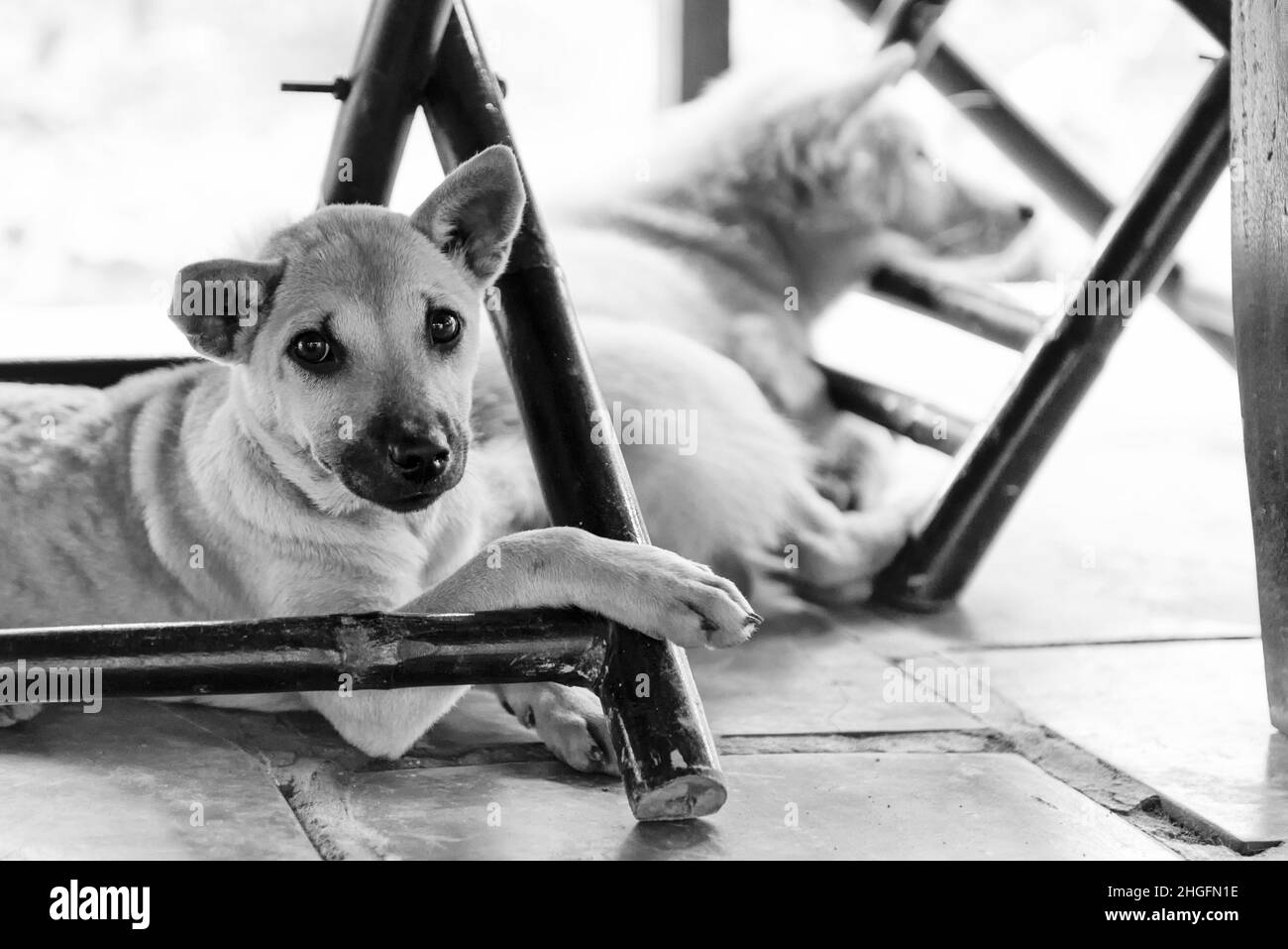 Two dogs resting under chairs Stock Photo Alamy