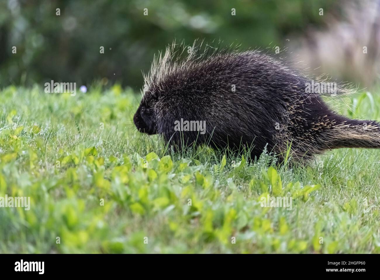 Wild animal porcupine seen in natural outdoor environment during summer
