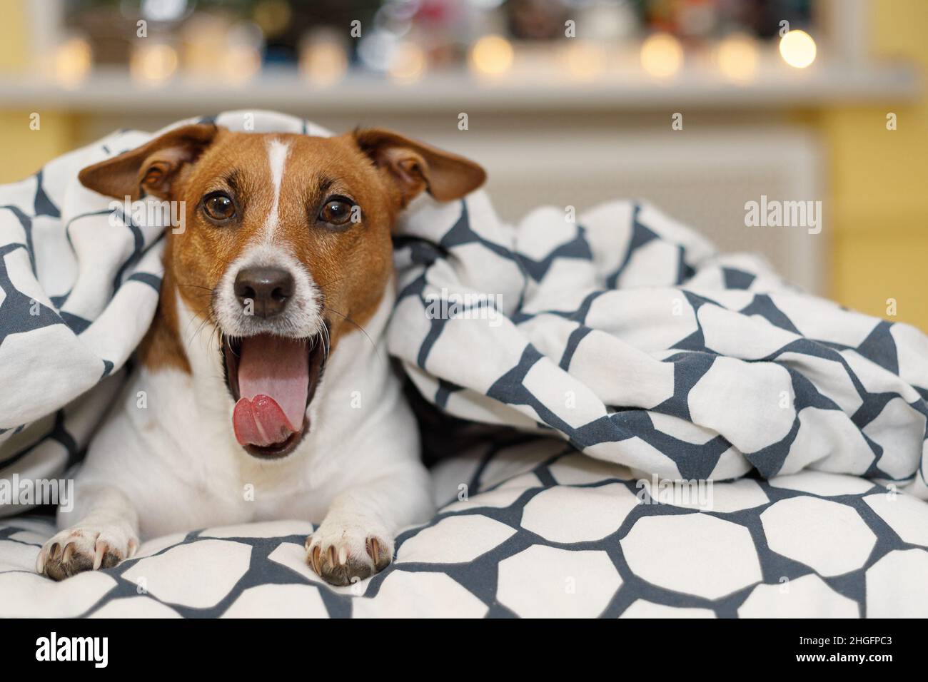 Cute jack russell dog resting or sleeping under a blanket. Stock Photo