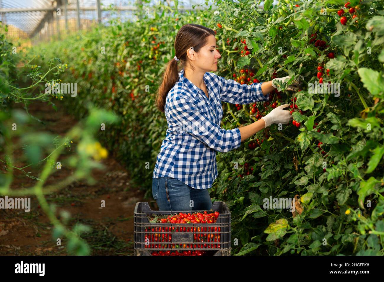 Portraite of positive woman harvests ripe red cherry tomatoes Stock ...