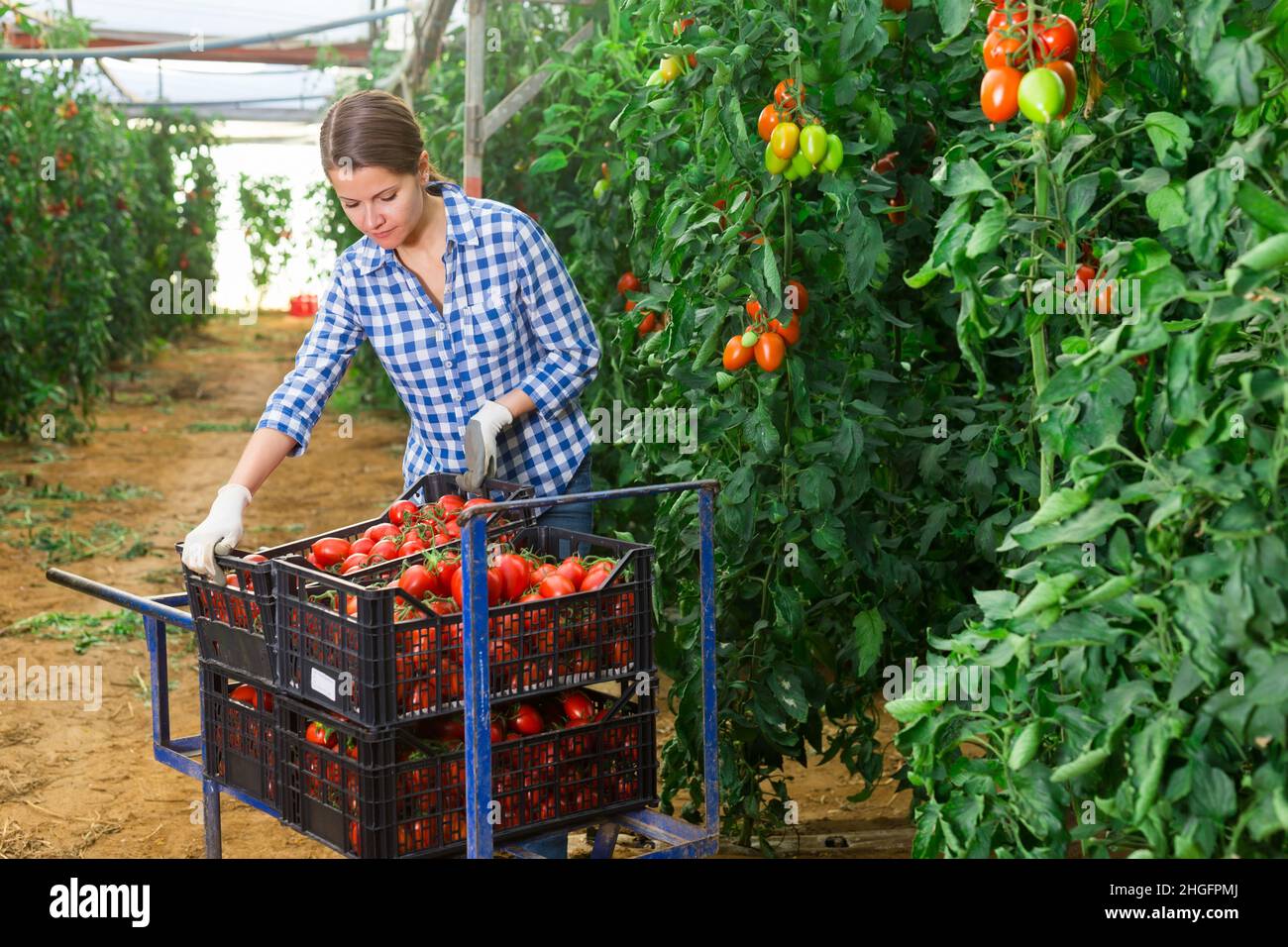 Female farmer stacking boxes with picked tomatoes on wheelbarrow Stock ...