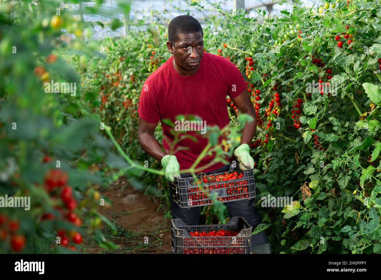 African american farmer carries box of cherry tomatoes Stock Photo - Alamy