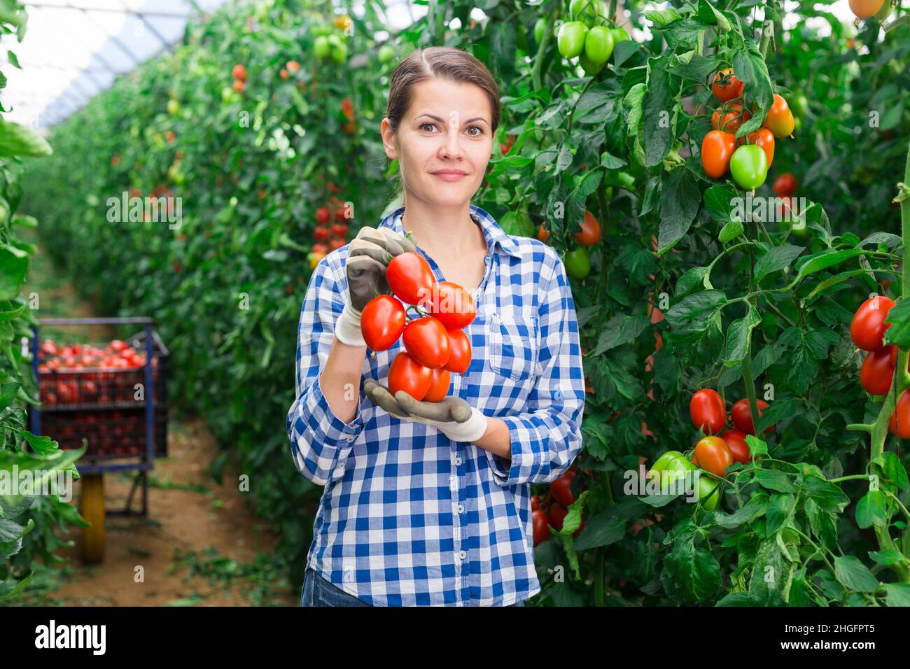 Female gardener standing with harvested plum tomatoes Stock Photo - Alamy