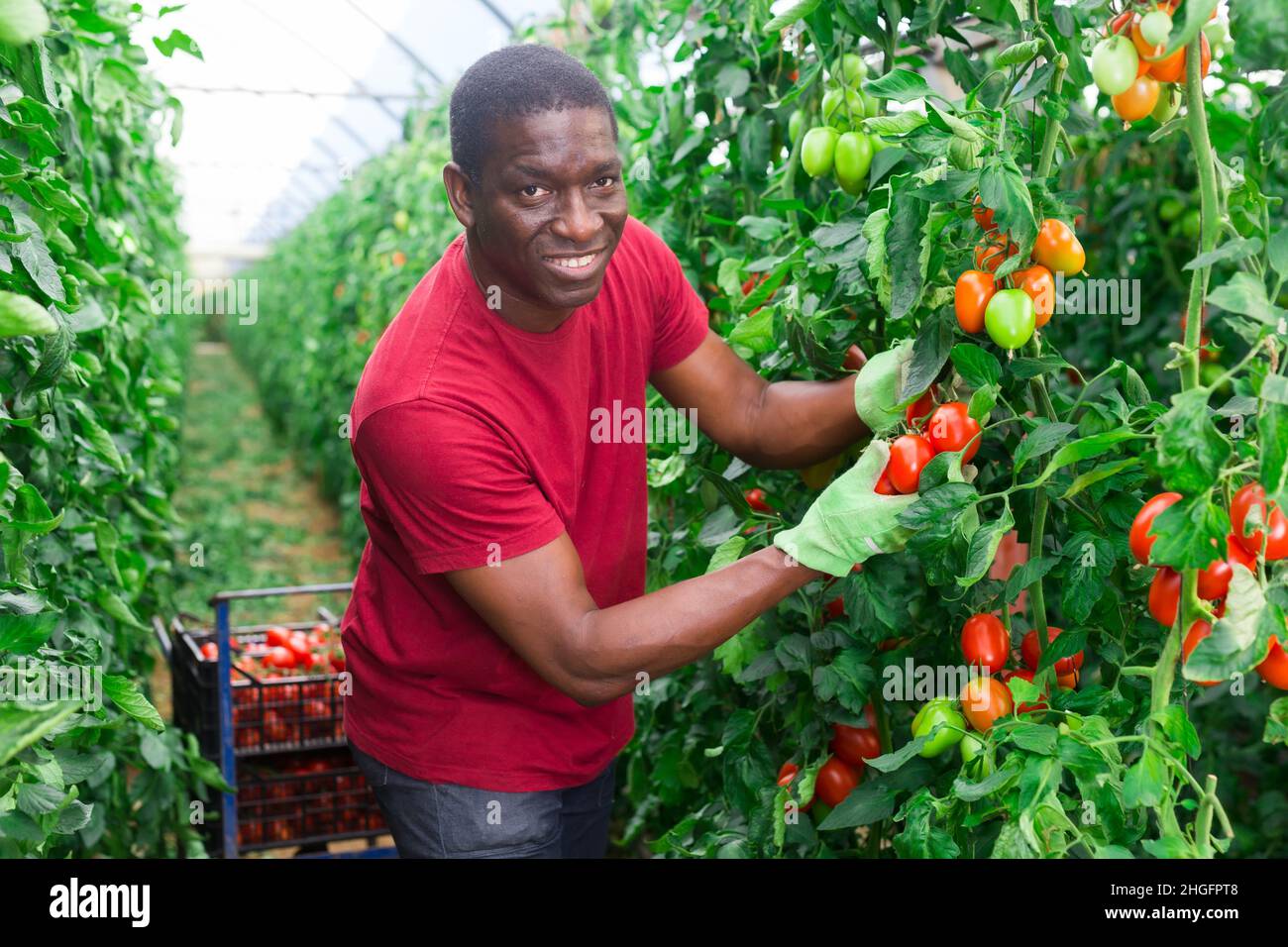 African male farmer harvesting tomatoes in greenhouse Stock Photo