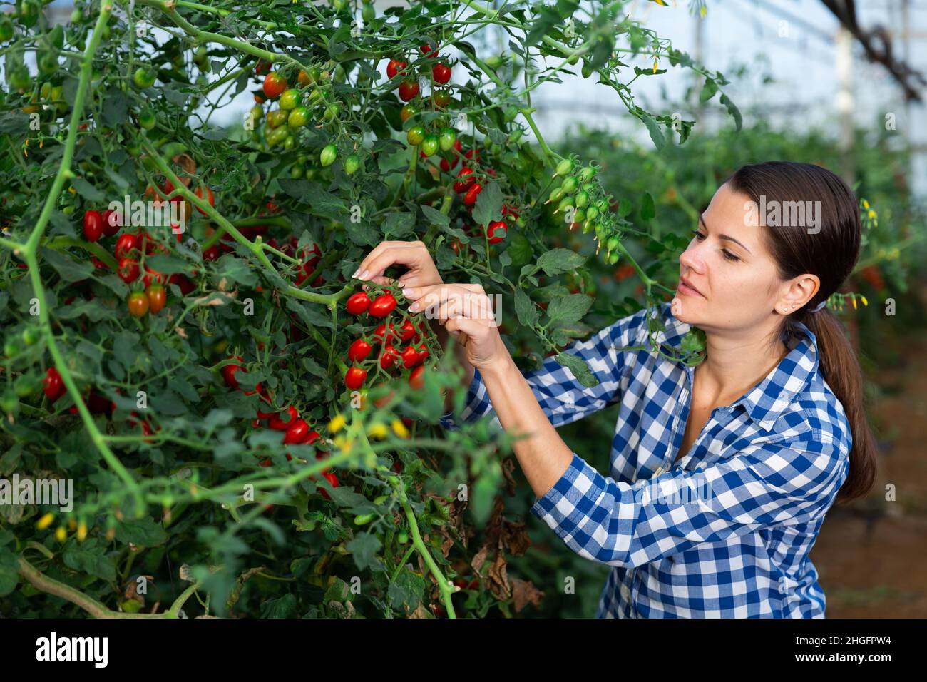 Female farmer puts red cherry tomatoes in plastic box for sale Stock ...
