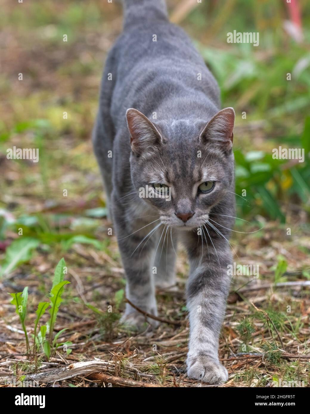 Pet domestic cat walking towards camera in prowlng, confident pose during summer time. Stock Photo