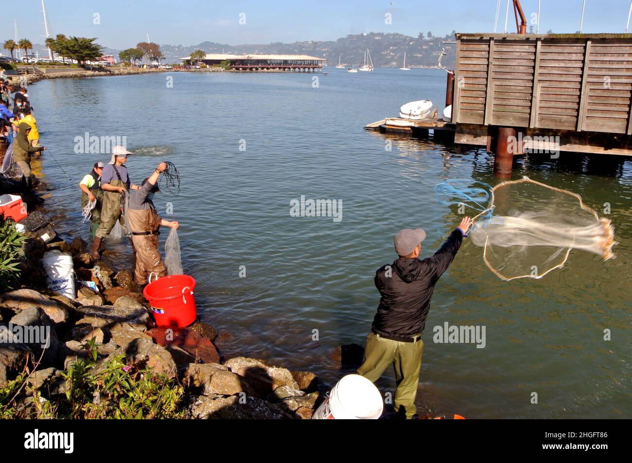 local herring fishermen cast nets during  san francisco bay 2022 herring run in Sausalito california usa Stock Photo