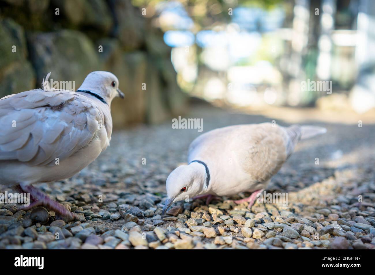 White pigeons with black lines around its neck Stock Photo Alamy