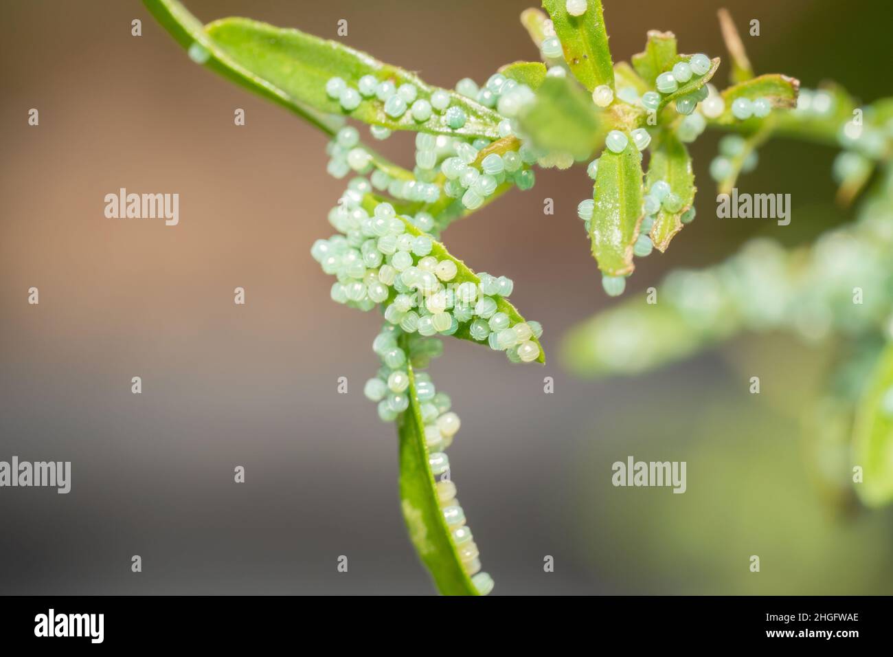 Blue coloured butterfly egg Stock Photo Alamy