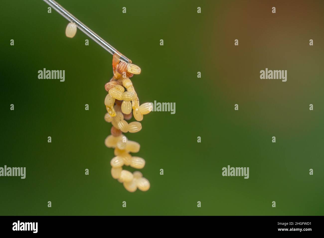 Butterfly eggs ready to hatch Stock Photo Alamy