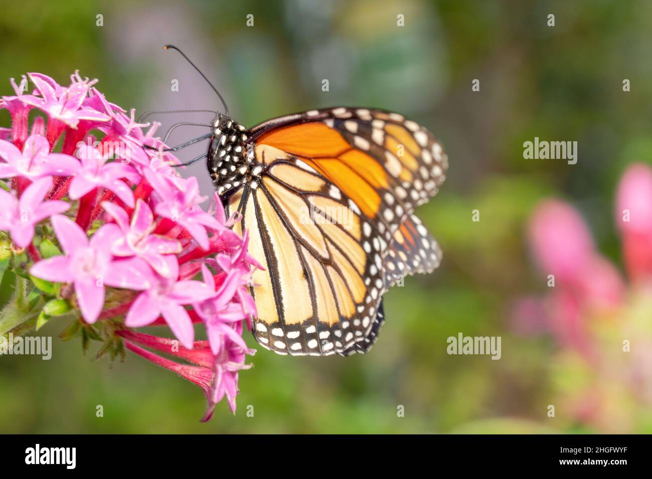 Monarch butterfly hanging on the flowers looking for nectar Stock Photo ...