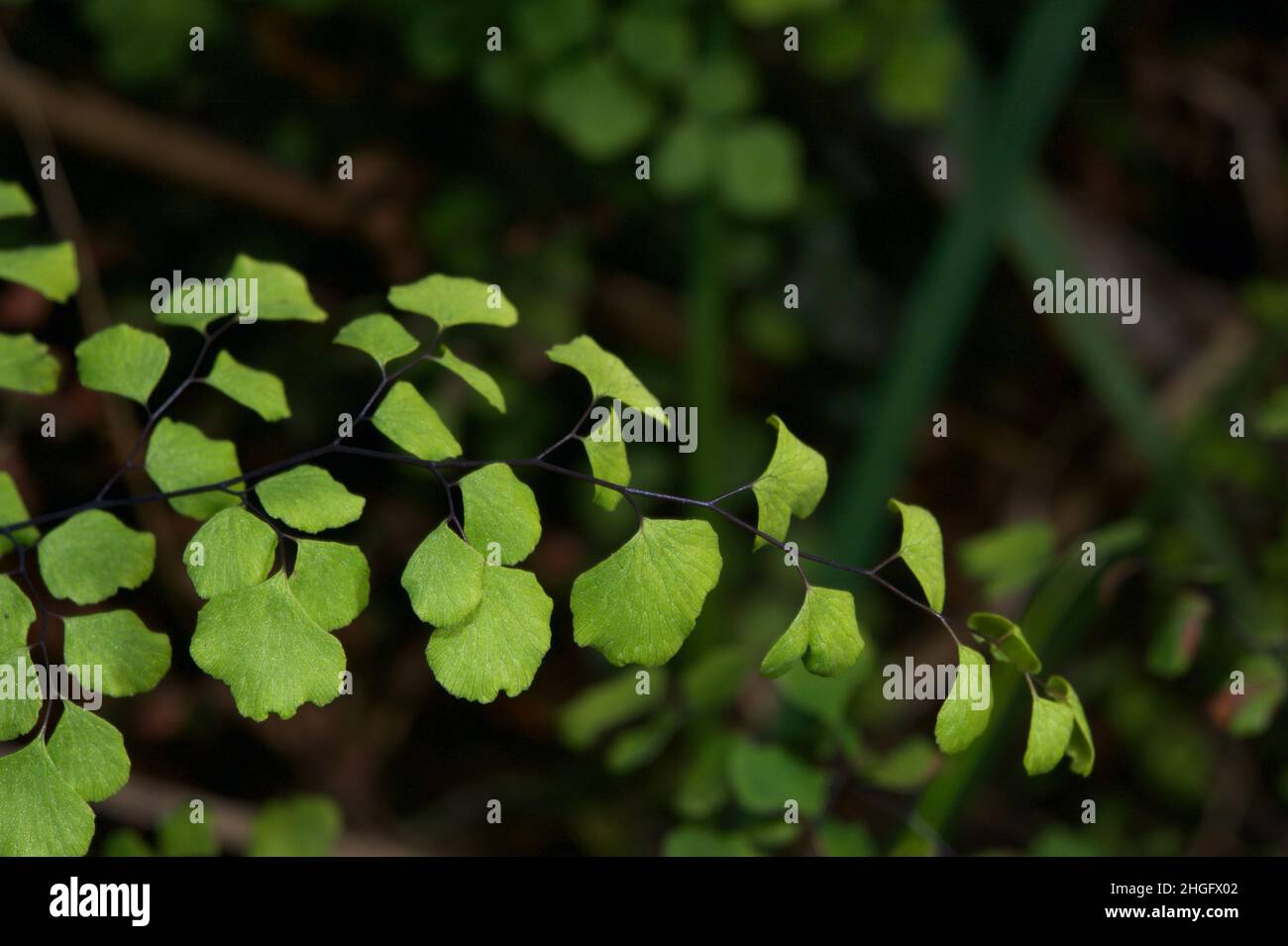 A Maidenhair Fern (Adiantum Aethiopicus) is often found in Australian homes, but is very common in the wetter forests of Southern Australia. Stock Photo