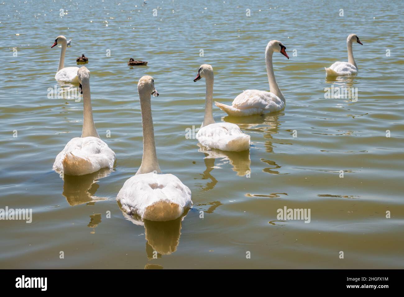 A large flock of graceful white swans swims in the lake., swans in the
