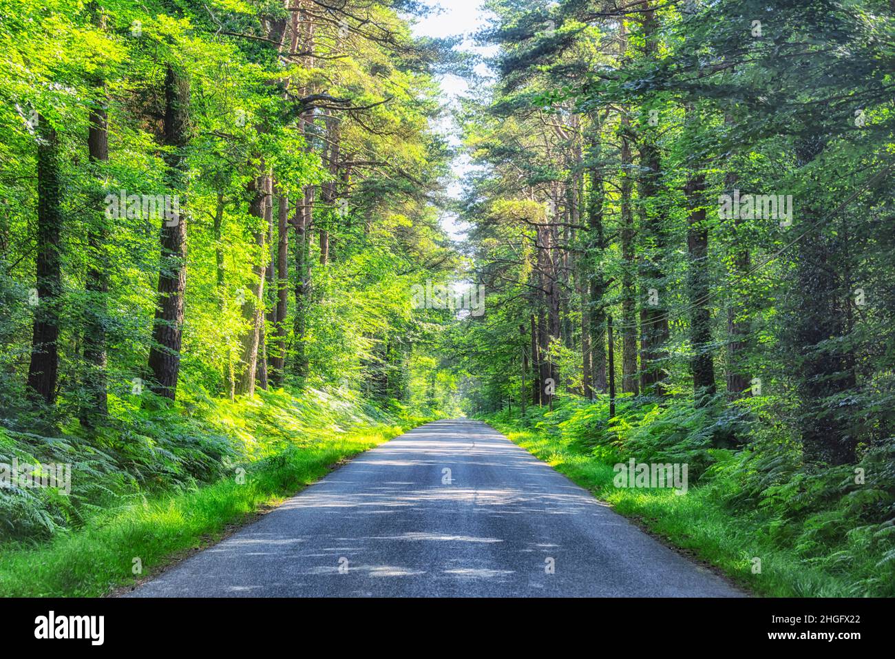 Forest road in French Brittany Stock Photo