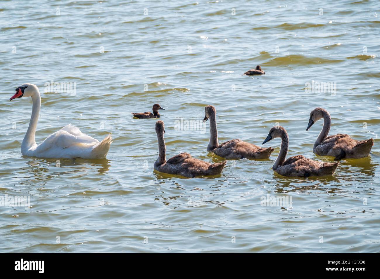 A female mute swan, Cygnus olor, swimming on a lake with its new born