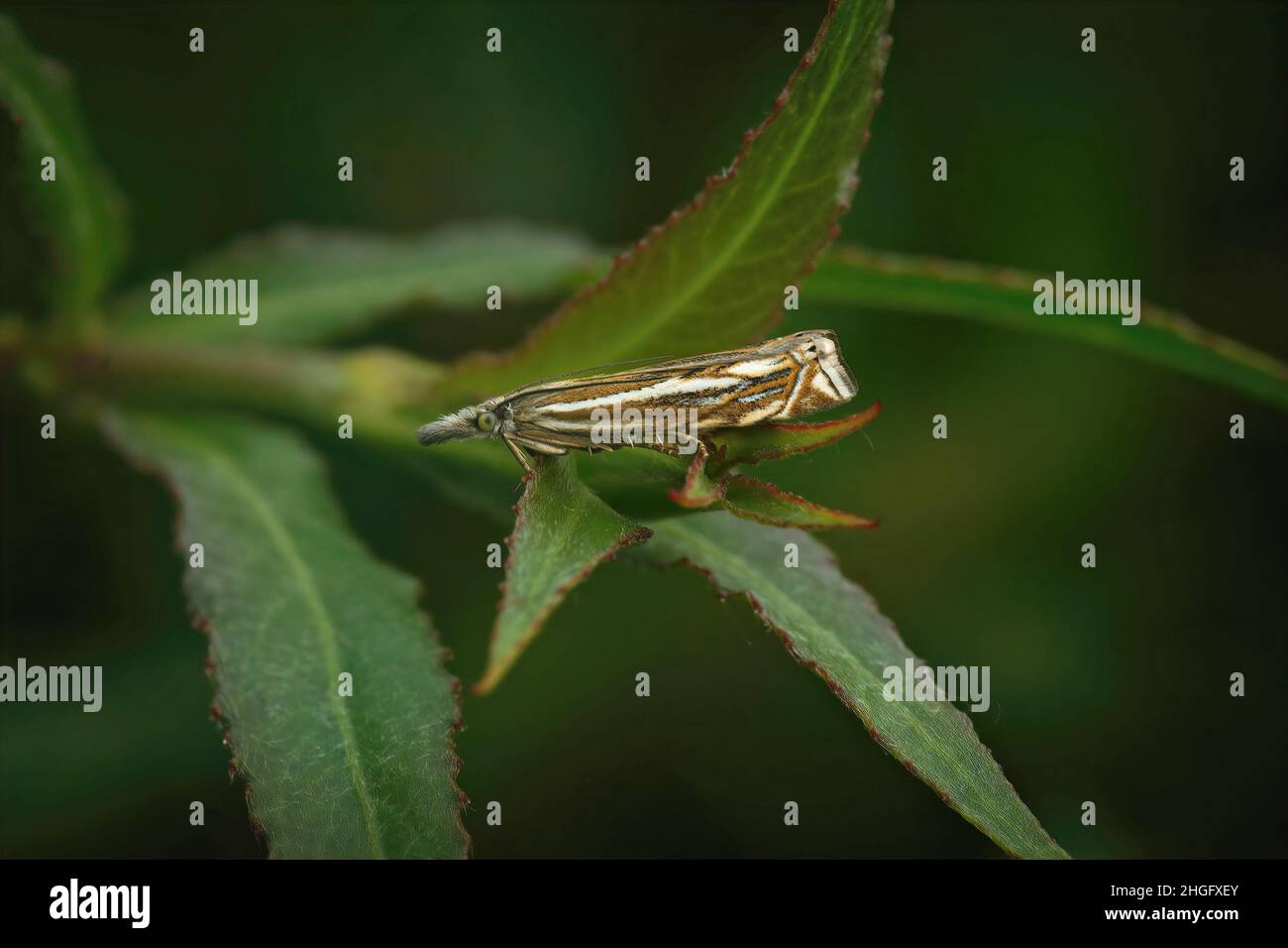 Closeup on a Hook-streak grss-veneer moth, Crambus lathoniellus sitting in the vegetation in the evening Stock Photo
