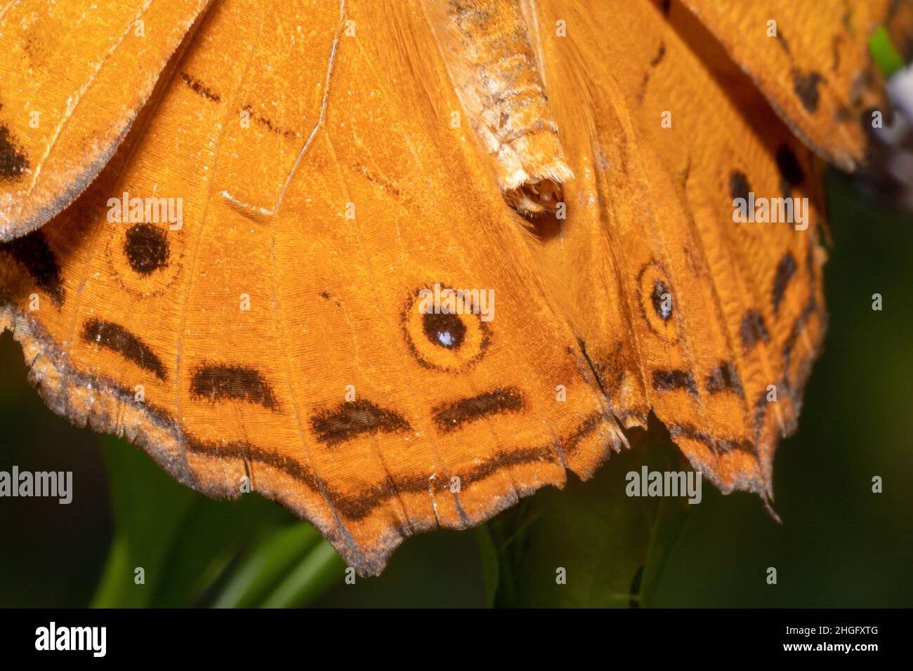 Cruiser butterfly wing with orange and black spots on its wings Stock ...