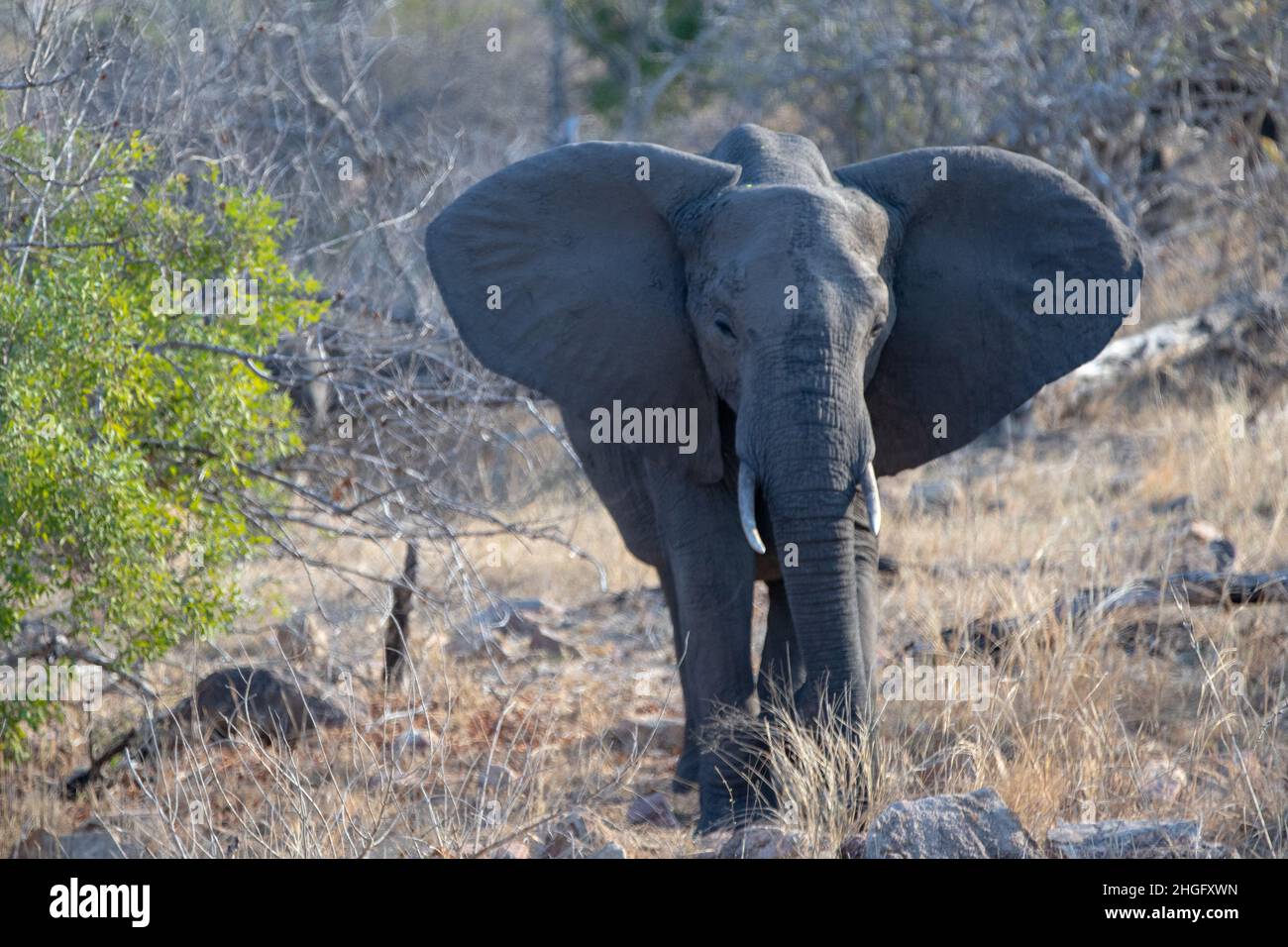 Young African Elephant female cow charging in Kruger National Park in South Africa RSA Stock Photo