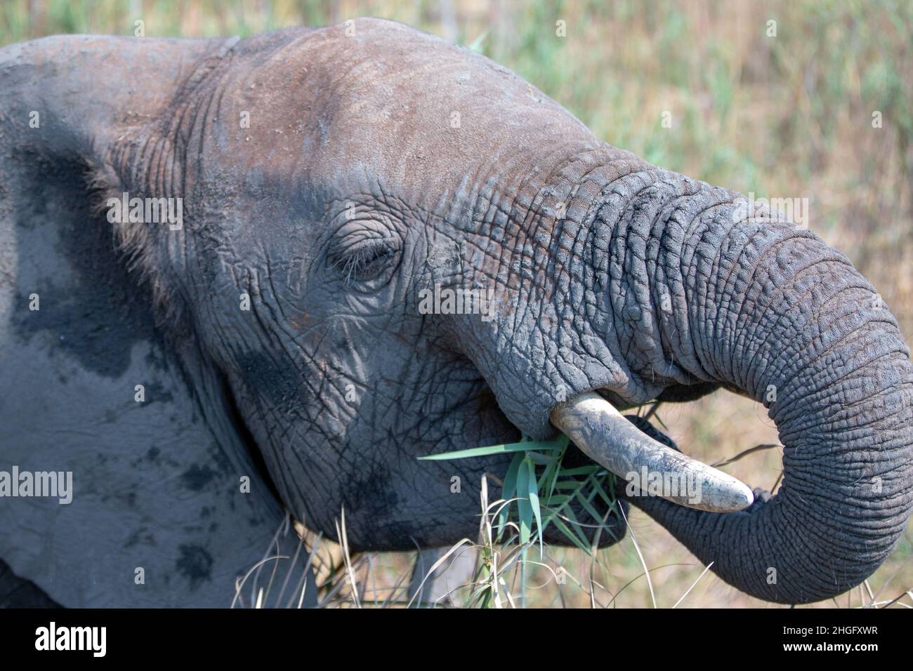 Juvenile African Elephant eating in Kruger National Park in South Africa RSA Stock Photo