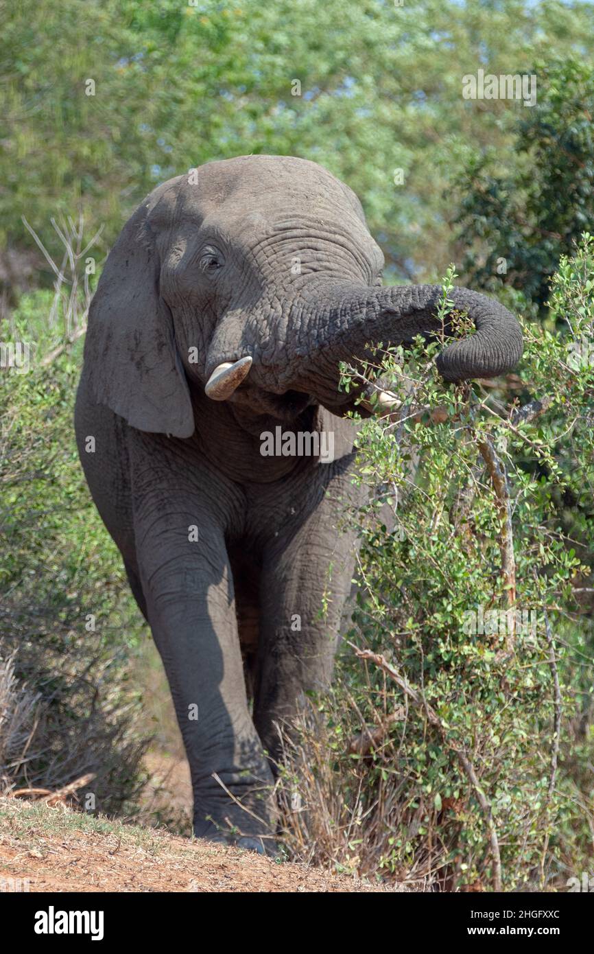 African Elephant feeding in Kruger National Park in South Africa RSA Stock Photo