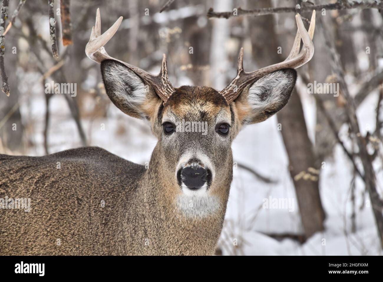 A close up of a white tailed buck looking straight at the camera  at the edge of the snowy woods in wintertime., in Ontario, Canada. Stock Photo