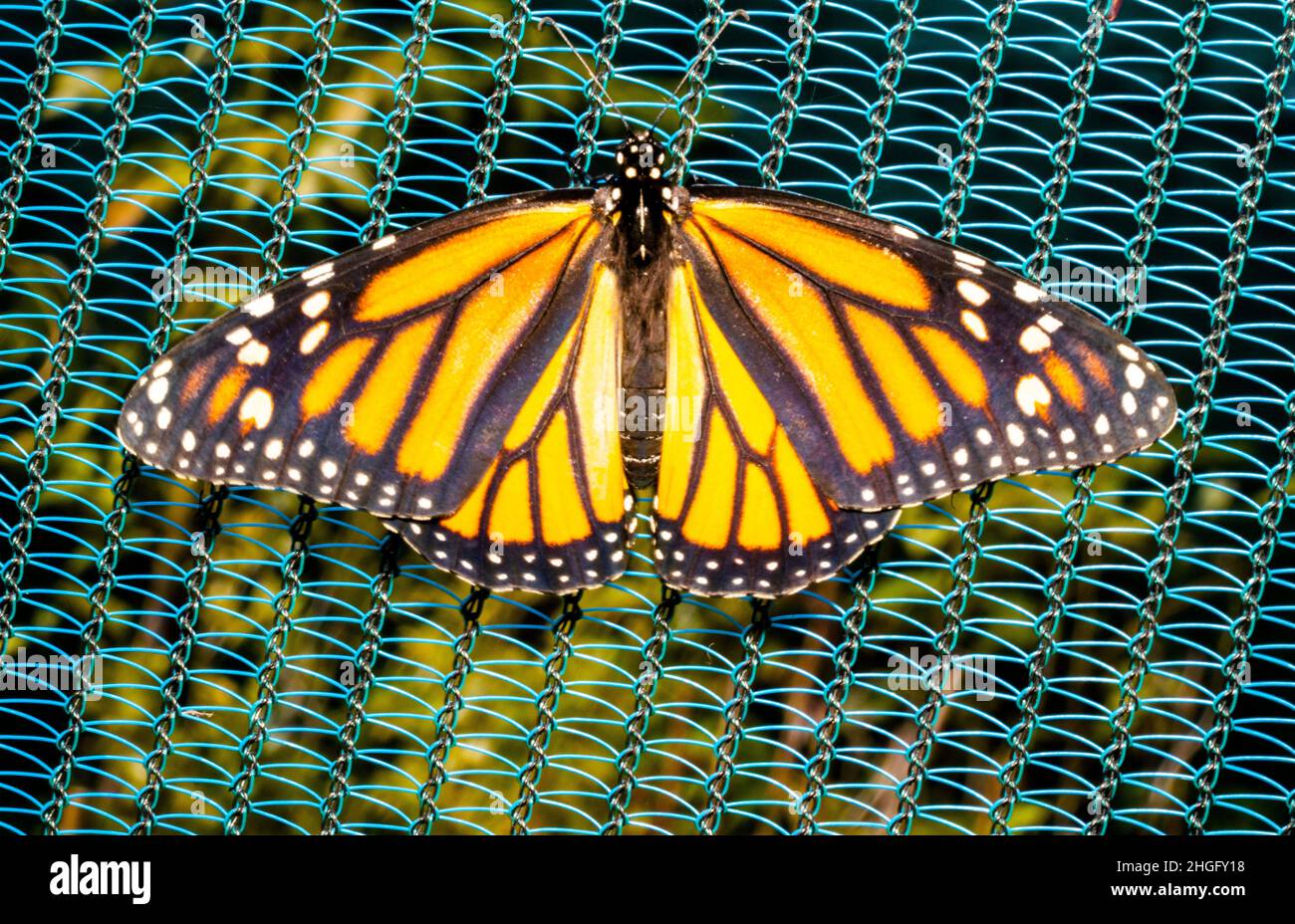 Yellow and black monarch butterfly spreading its wings Stock Photo Alamy