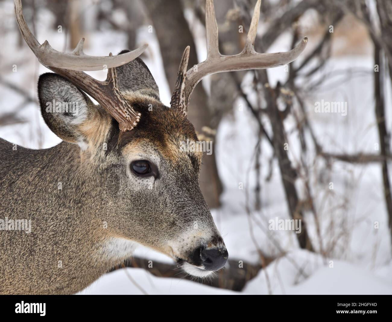 A  3/4 view portrait of a white tailed buck in wintertime in Thunder Bay, Ontario, Canada. Stock Photo