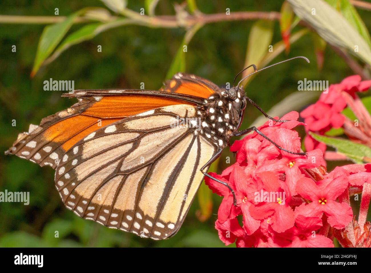 Broken winged monarch butterfly drinking nectar Stock Photo Alamy