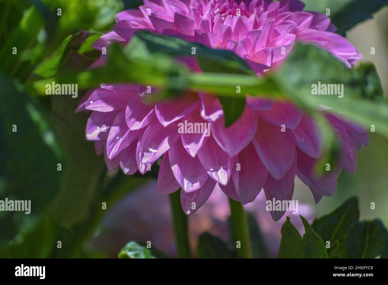 Purple Dahlias - Flowers Stock Photo