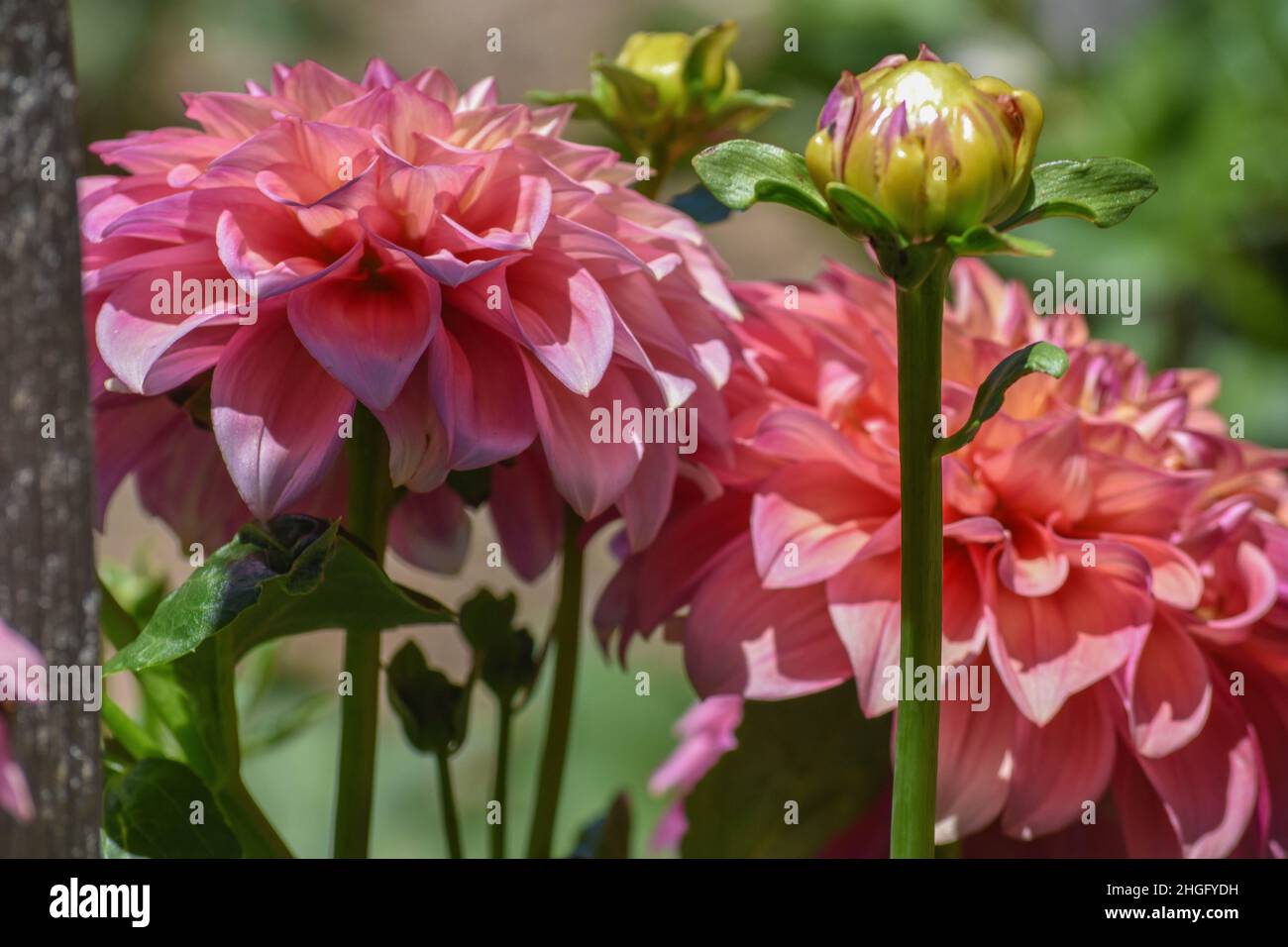 Pink Dahlias - Flowers Stock Photo