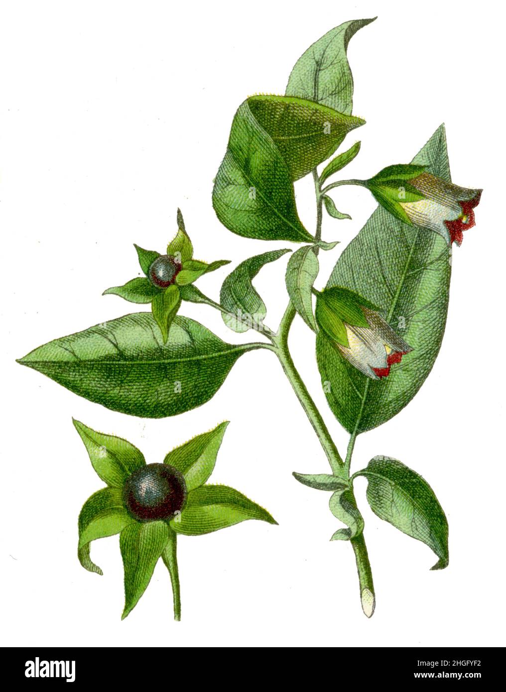 belladonna Atropa belladonna,  (botany book, 1900), Tollkirsche Stock Photo