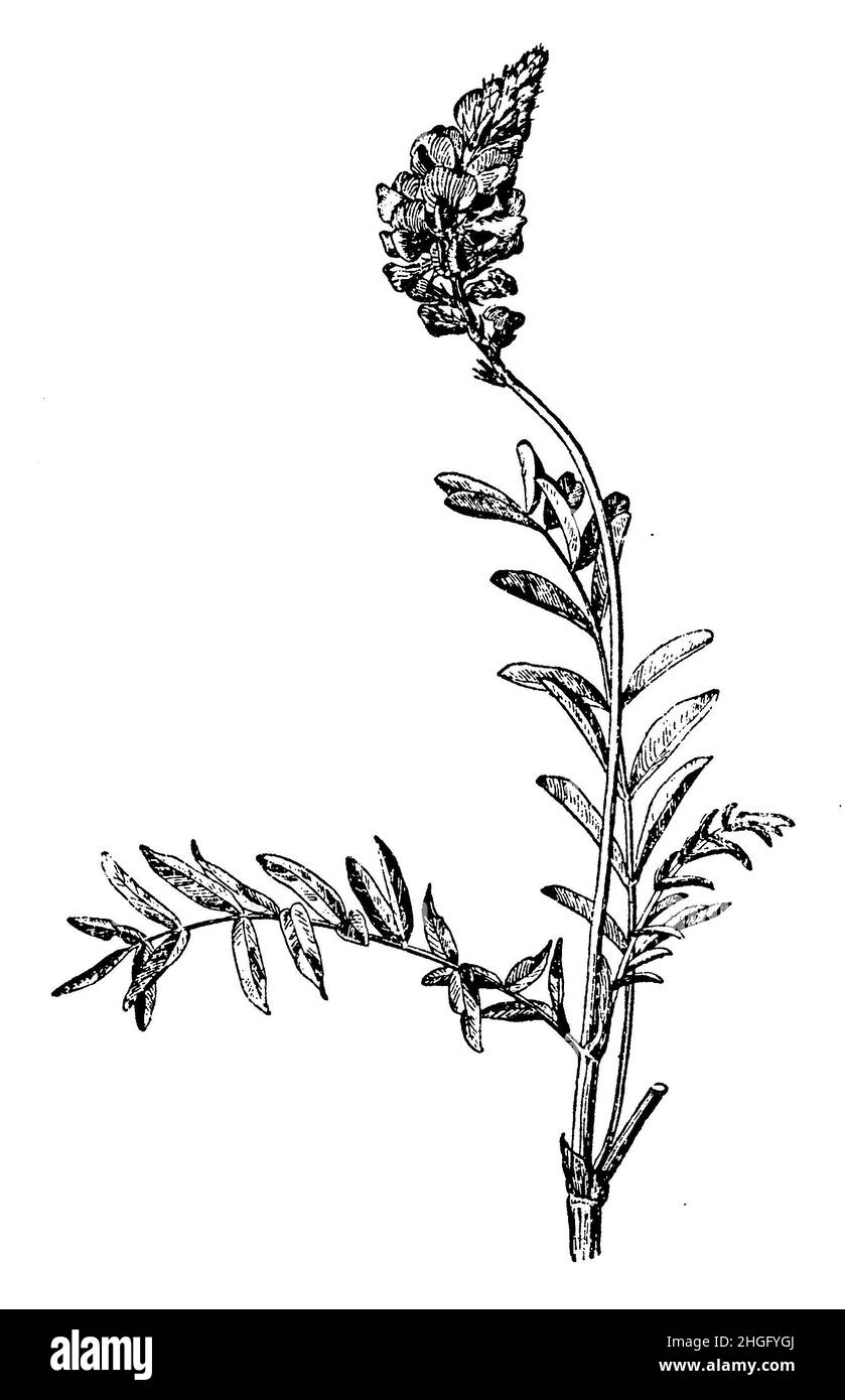 common sainfoin, Onobrychis viciifolia Syn Onobrychis sativa,  (botany book, 1910), Esparsette, Futter- , ainfoin cultivé Stock Photo