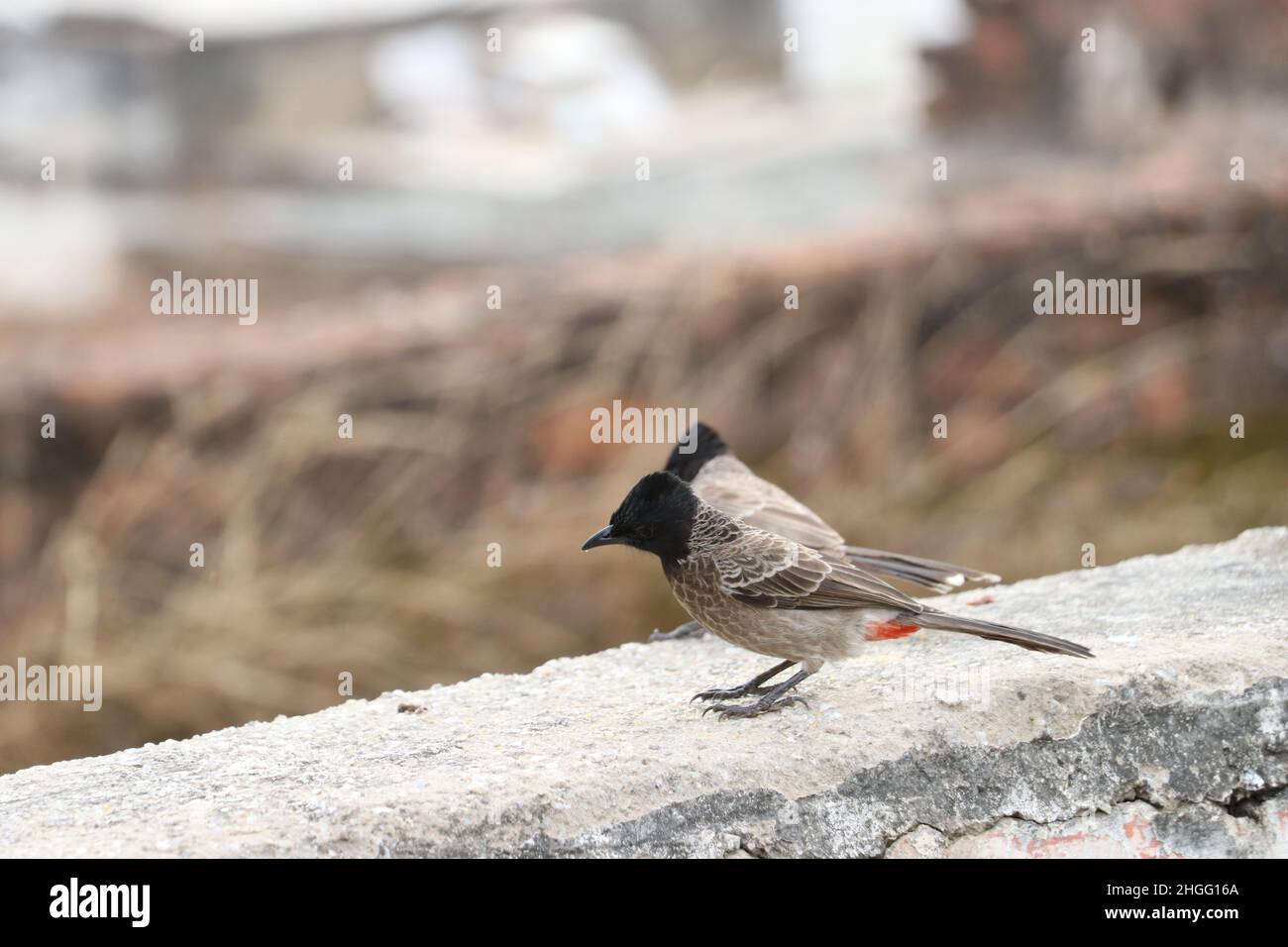 bird sitting on rough wall. Stock Photo
