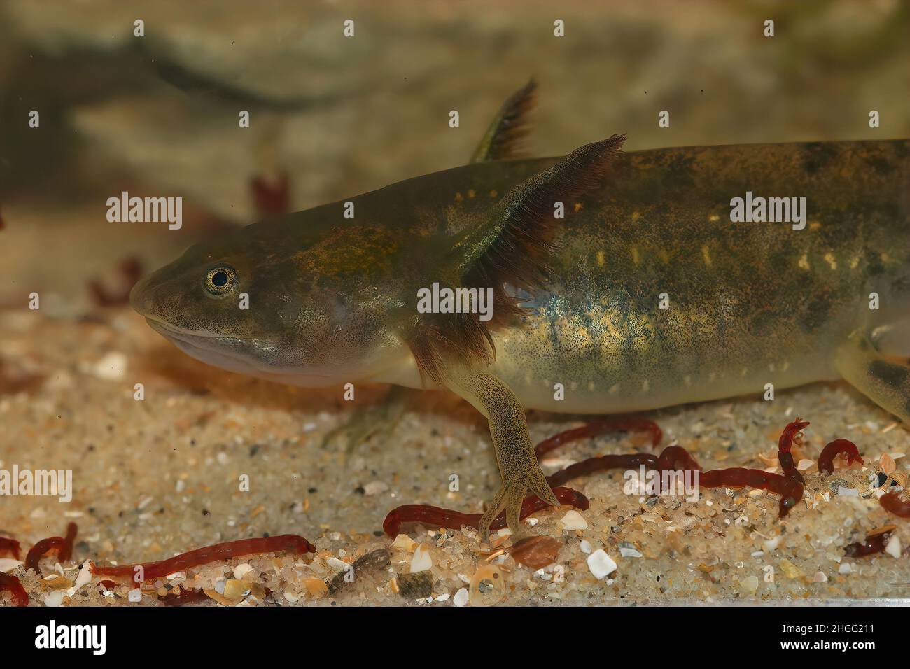 Closeup on a large aquatic large larvae of the Barred tiger salamander