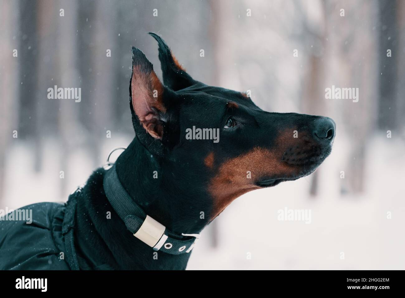 Doberman dog is in outdoors, close-up portrait Stock Photo