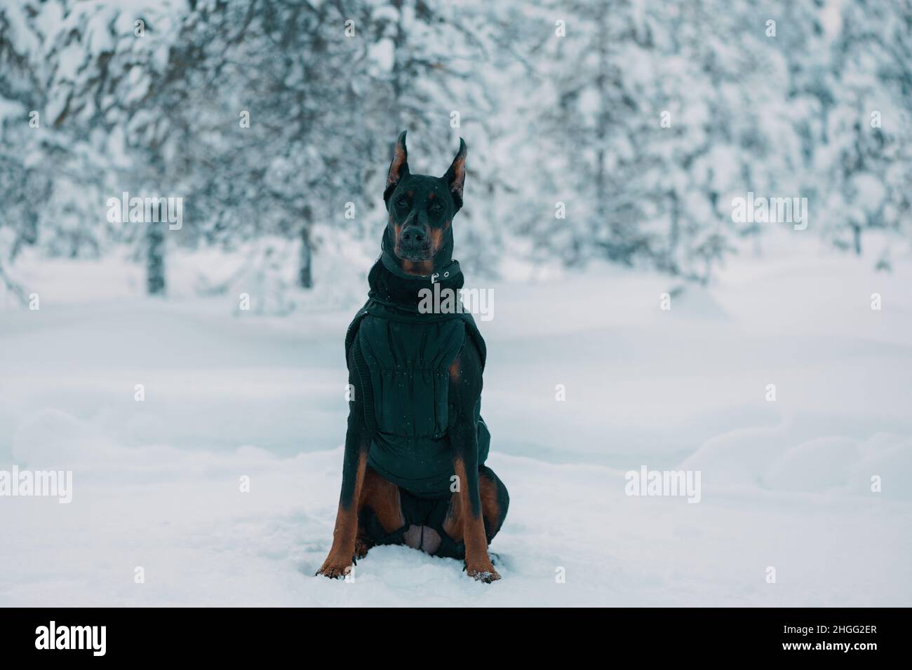 Doberman dog is sitting in the snow in a winter forest. Stock Photo