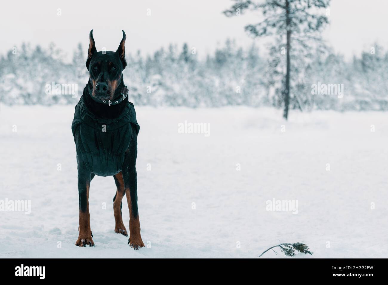 Doberman dog standing in outdoors. Stock Photo