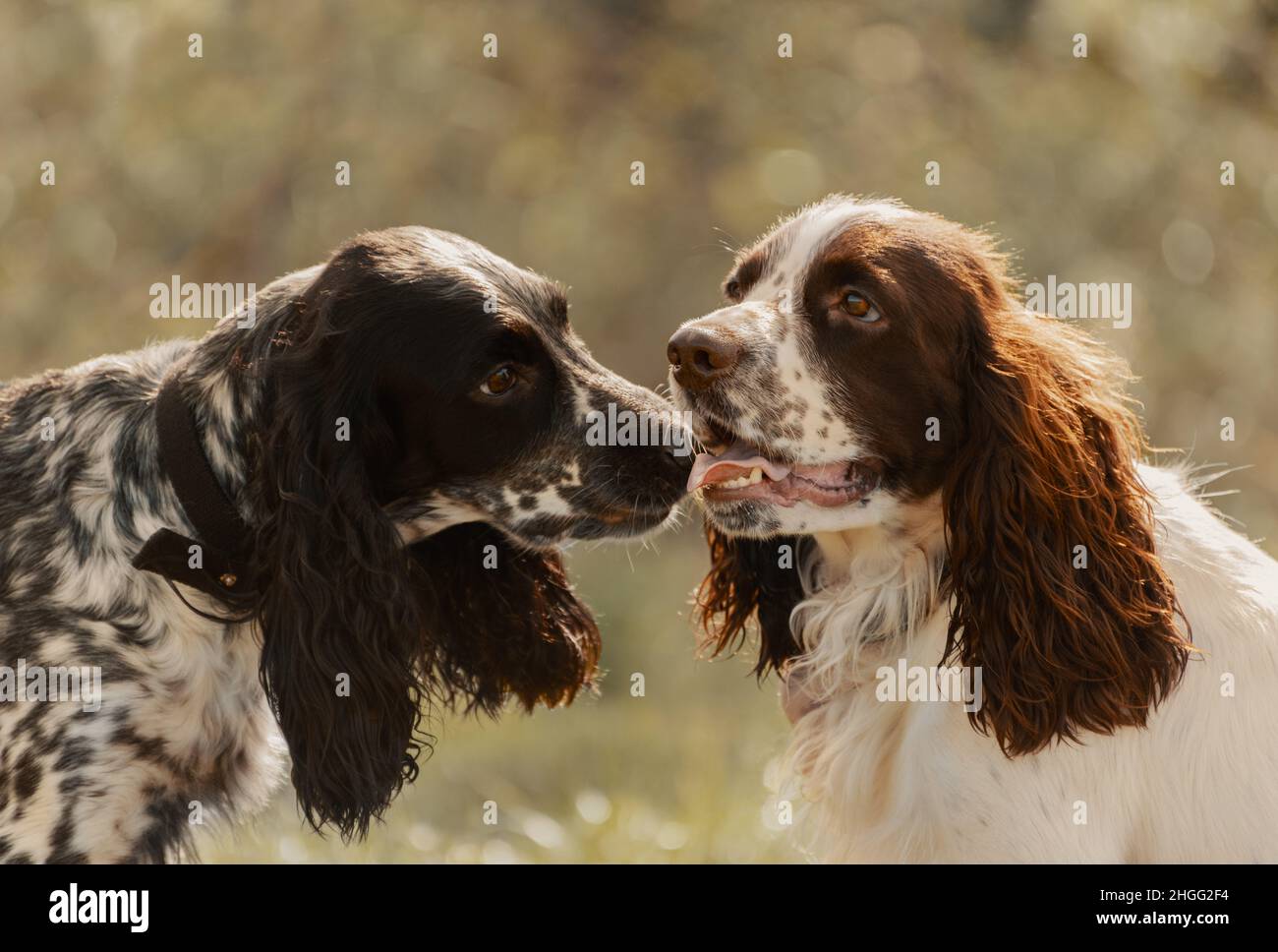 Two dogs are in outdoors. Stock Photo