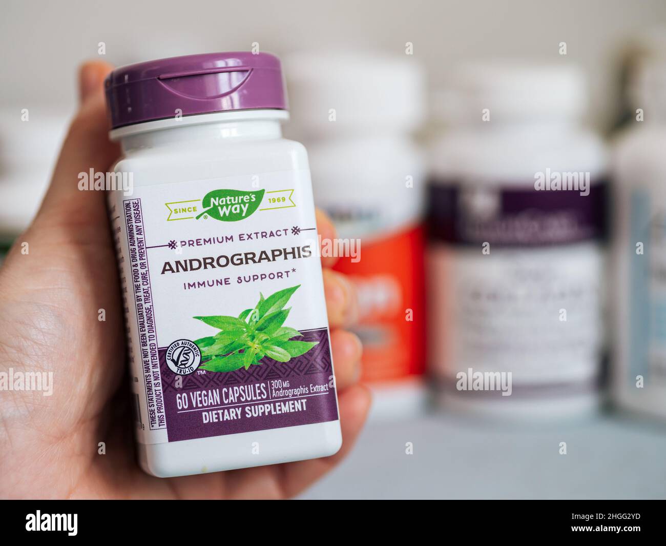 Moscow, Russia - March 09, 2021: Jar with Andrographis capsules in female hand and others nutrition supplements in blurred background. White and purple plastic jar Andrographis by Nature's Way for immune support Stock Photo
