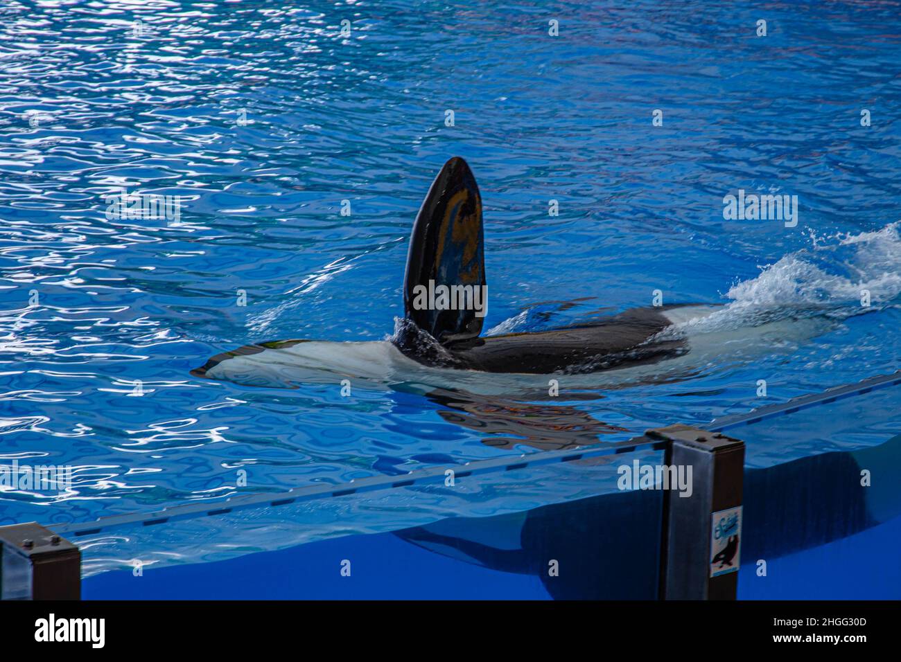 A killer whale swims with one fin exposed during a show at Loro Parque, Tenerife Stock Photo