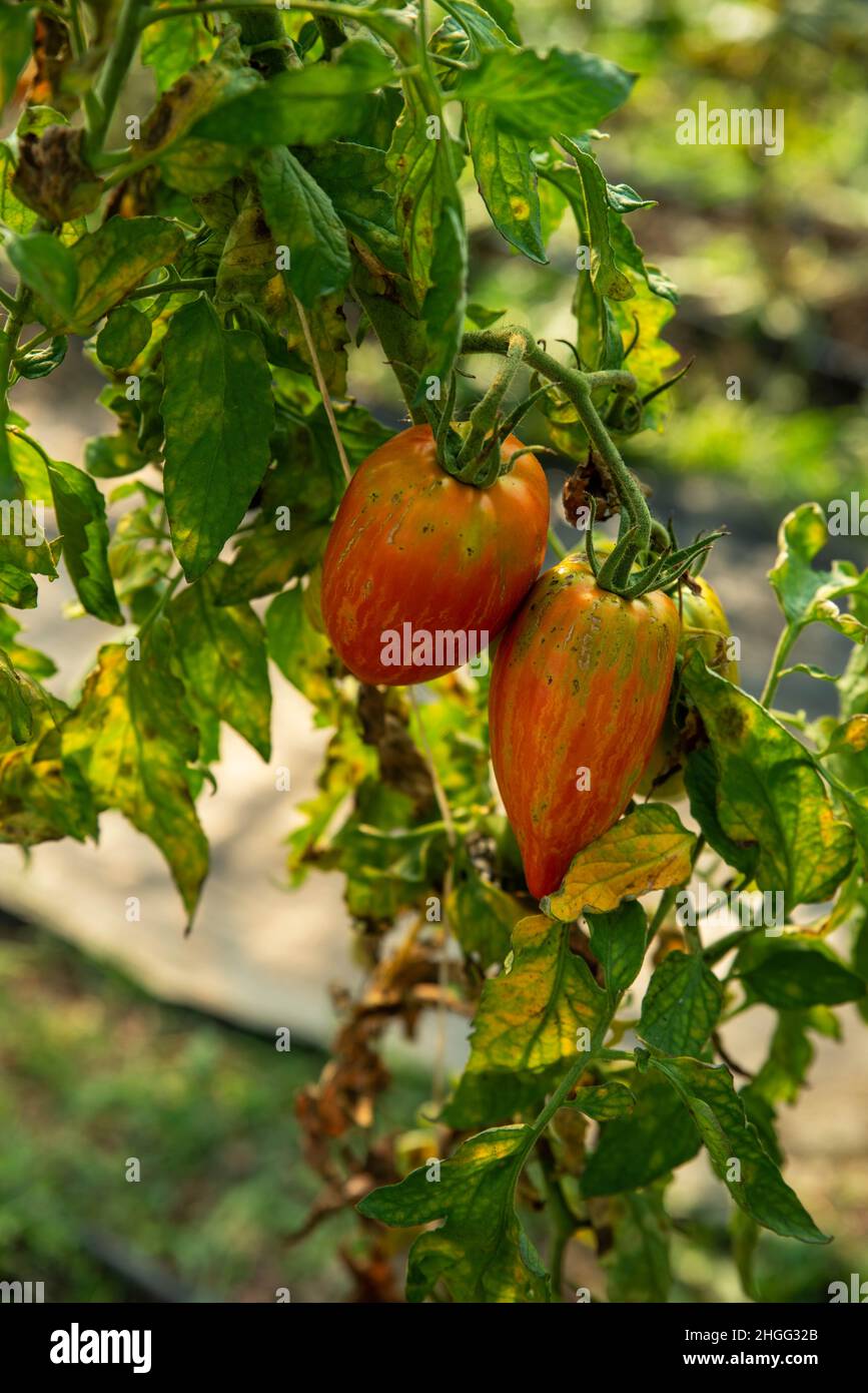 Heirloom tomatoes ripe on the vine in sunshine Stock Photo - Alamy