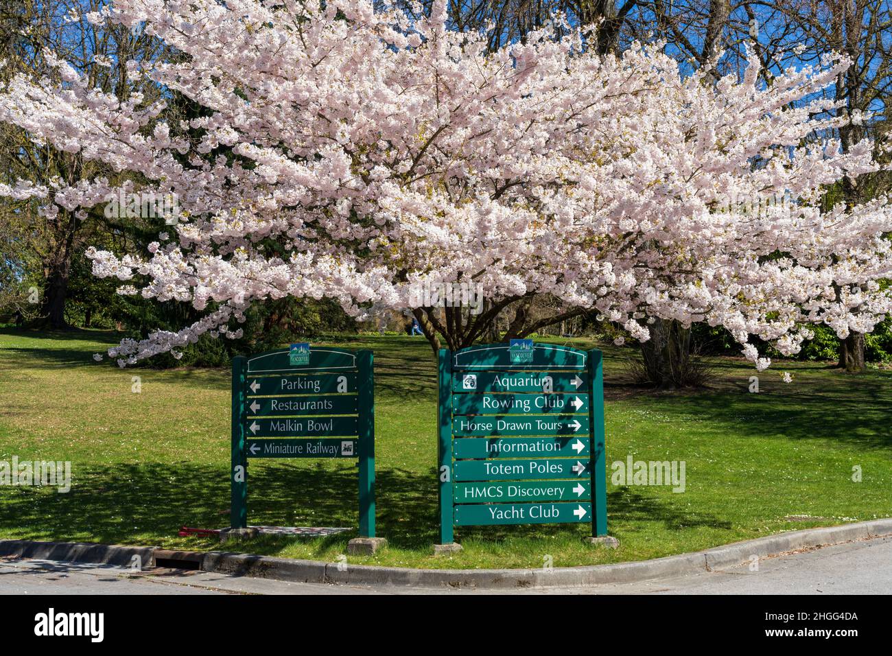 Stanley Park in springtime. One big cherry blossom tree in full bloom