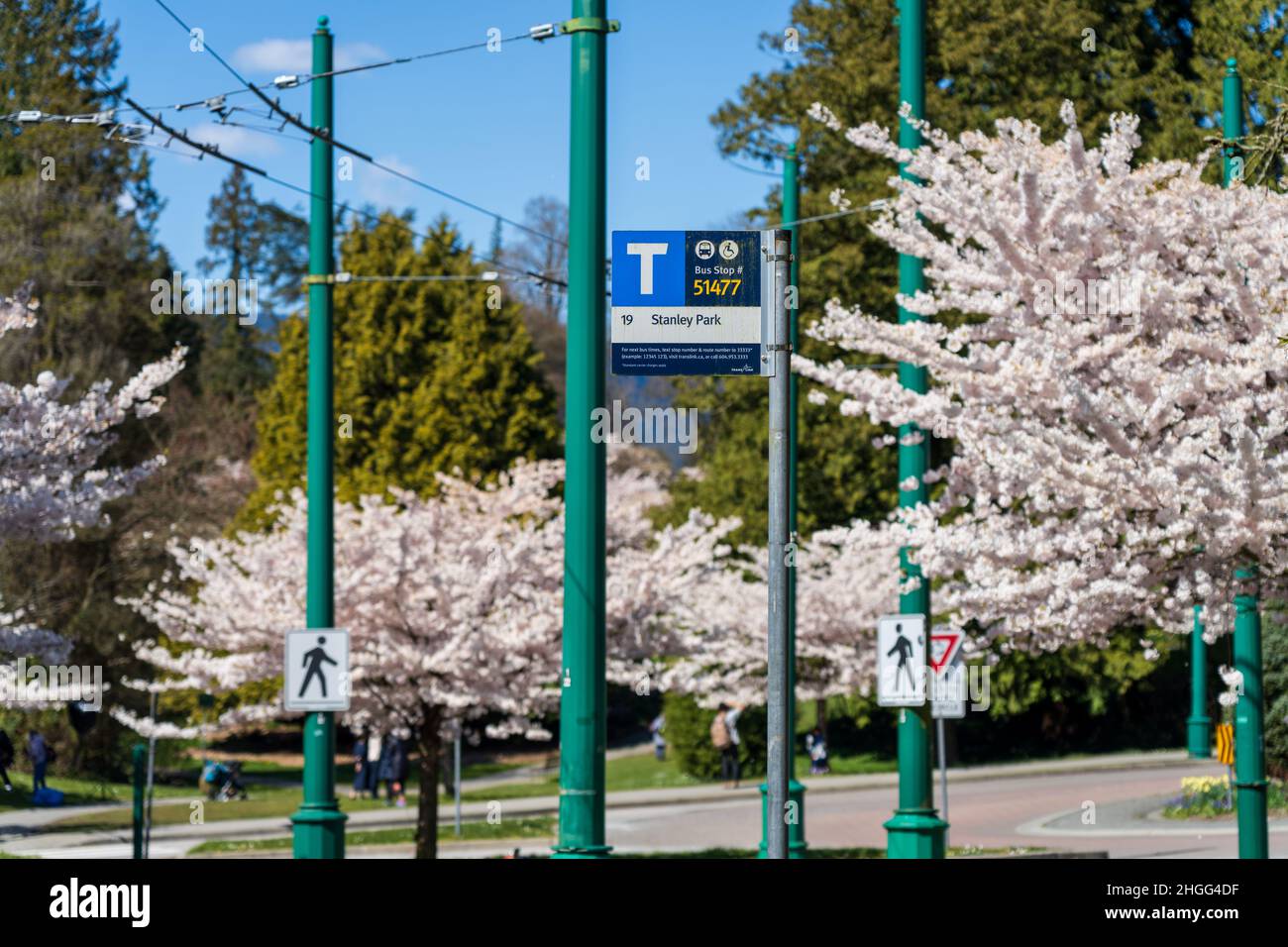 Stanley Park entrance bus stop in springtime. Cherry blossoms in full