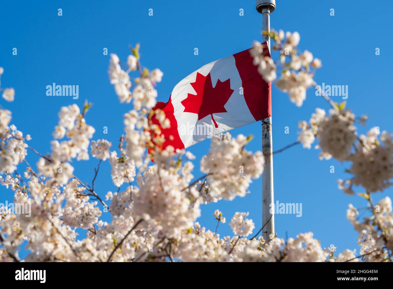 National Flag of Canada and cherry blossoms in full bloom. Concept of canadian urban city life in spring time. Stock Photo