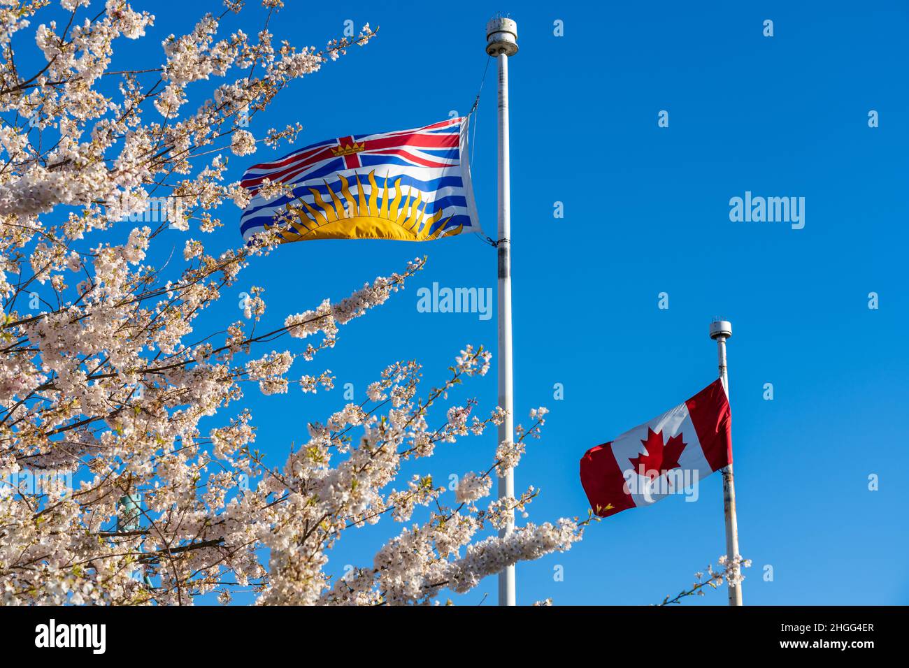 National Flag of Canada and British Columbia flagpole with cherry blossoms in full bloom. Concept of canadian urban city life in spring time. Stock Photo