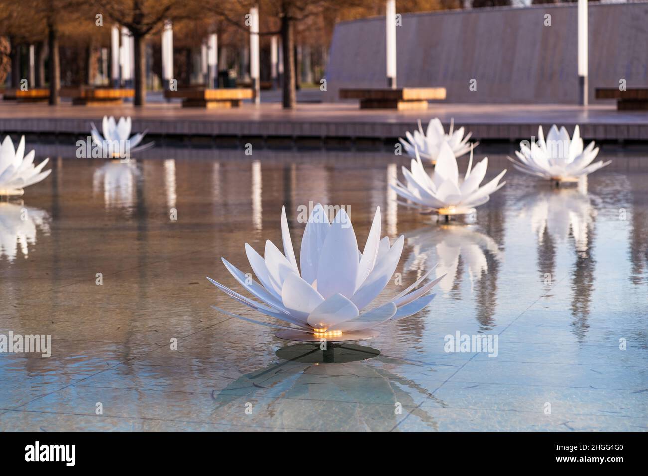 Decorative lotuses in a pond. Landscape design of a city park Stock ...