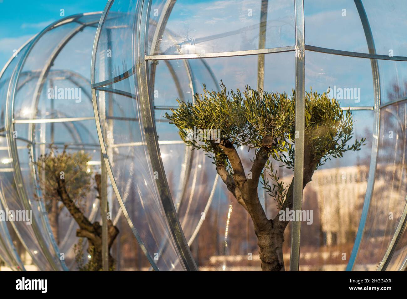 Protection and preservation of monumental olive trees. Olive trees