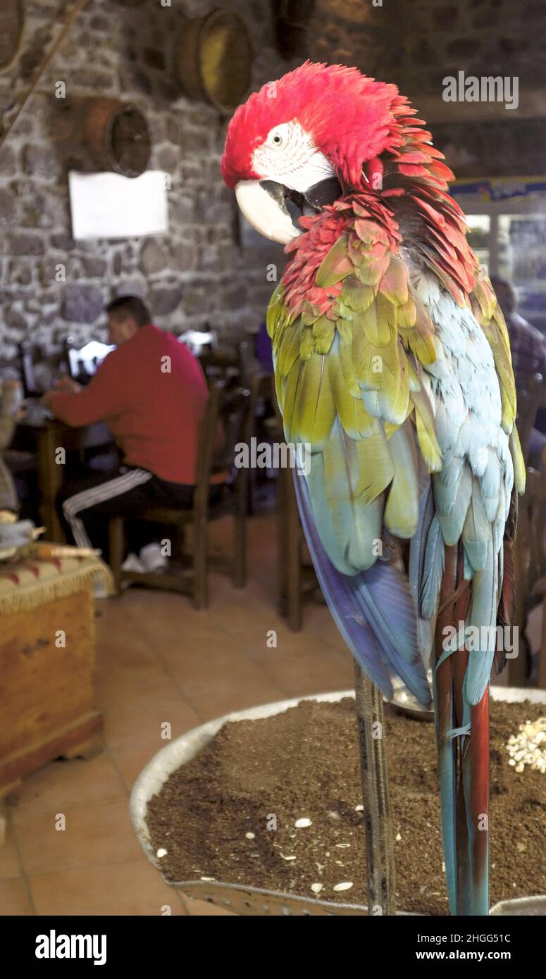 The Macaw at the Kavos Cafe, Skala Sikaminias, Lesvos, Greece Stock Photo