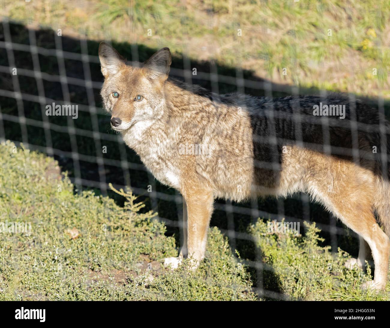 A wild coyote. Coyote in autumn day light in captivity. Stock Photo