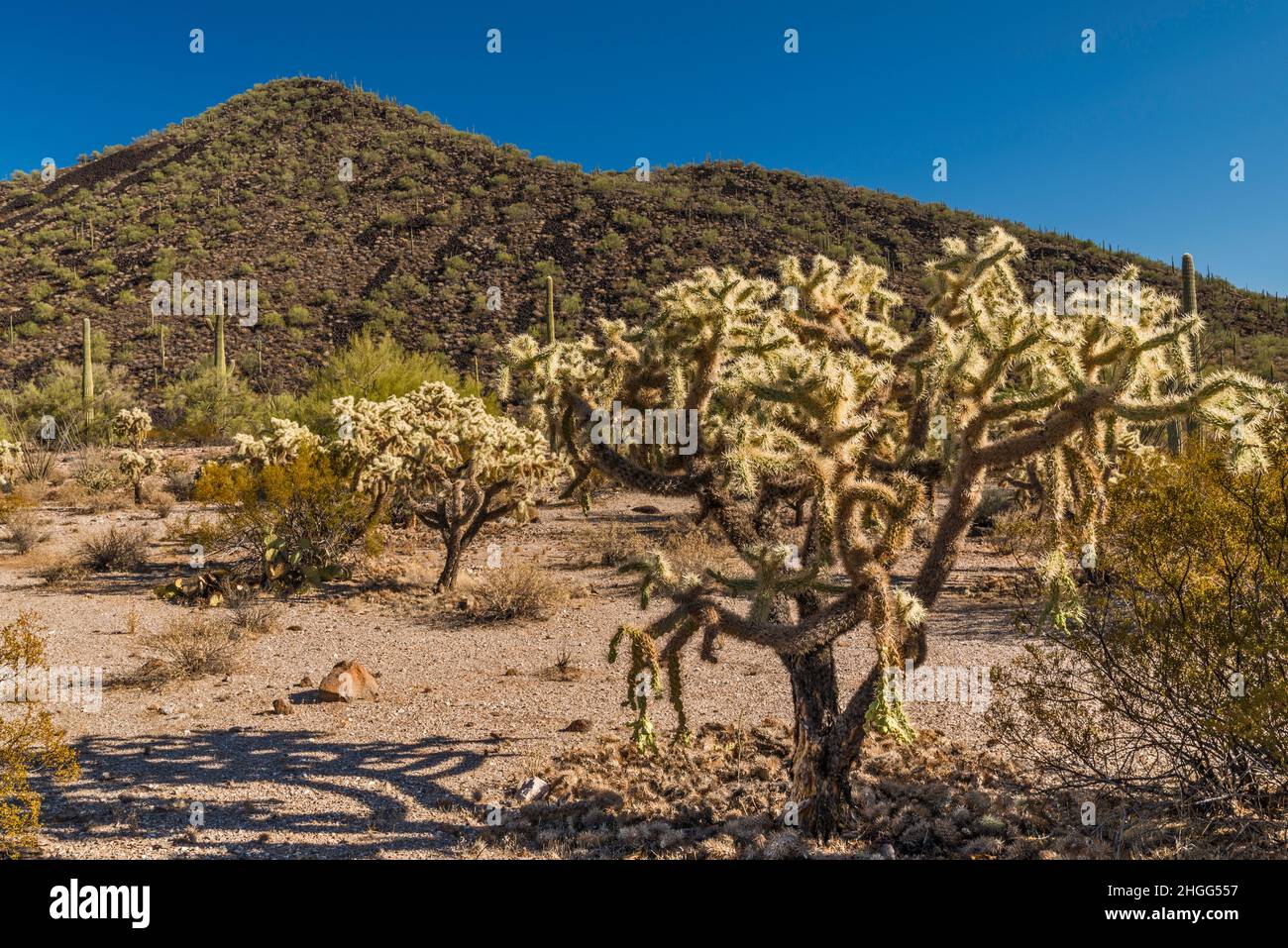 Teddy bear cholla, unnamed volcanic peak near Table Top Campground